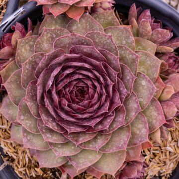 Chick Charms® Giants Copper Canyon Hens and Chicks