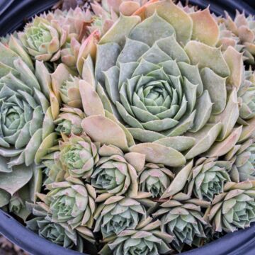 Chick Charms® Giants Glacier Blue Hens and Chicks