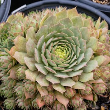 Chick Charms® Giants Gold Mine Hens and Chicks