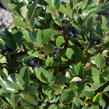 Low Scape Mound® Chokeberry