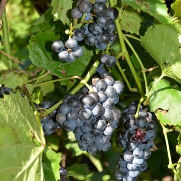 Concord Grape