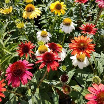 Cheyenne Spirit Coneflower
