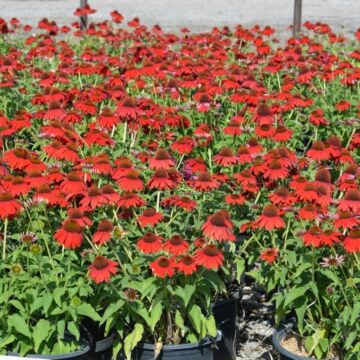 Sombrero® Salsa Red Coneflower
