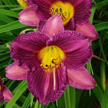 Purple d'Oro Daylily
