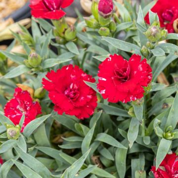 Constant Beauty Dianthus