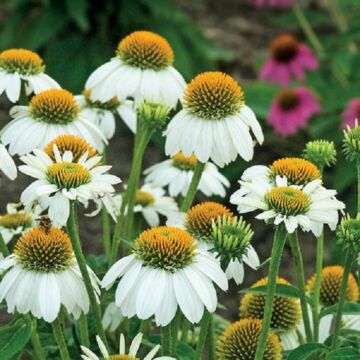 PowWow White Coneflower