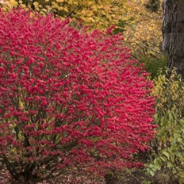 Dwarf Burning Bush