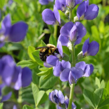 False Indigo