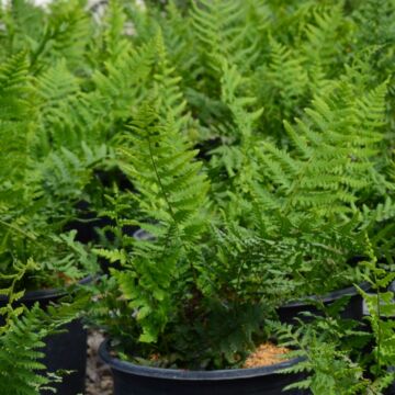Robust Male Fern