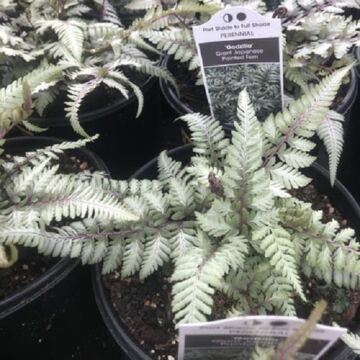 Godzilla Fern