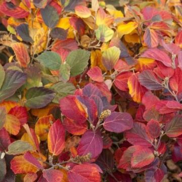 Mount Airy Fothergilla