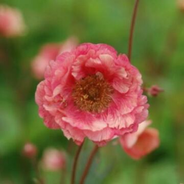 Cherry Bomb Geum