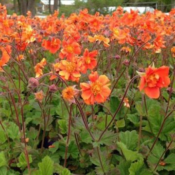 Sea Breeze Geum