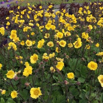 Top Shelf Margarita Geum
