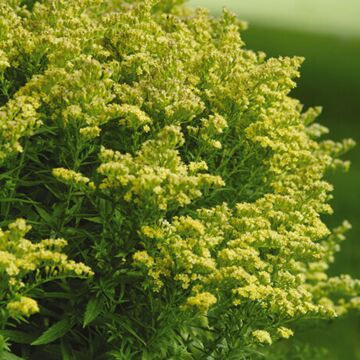 Little Lemon Goldenrod
