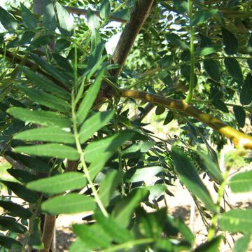 Imperial® Honeylocust