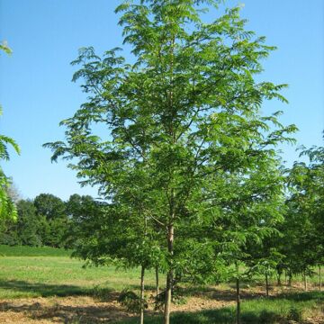 Skyline® Honeylocust