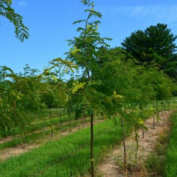 Sunburst® Honeylocust