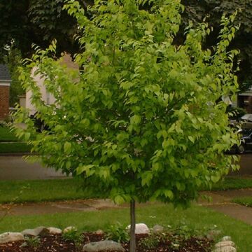 American Hornbeam