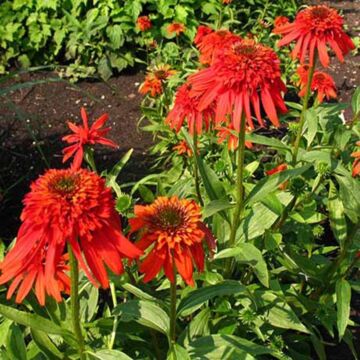 Hot Papaya Coneflower