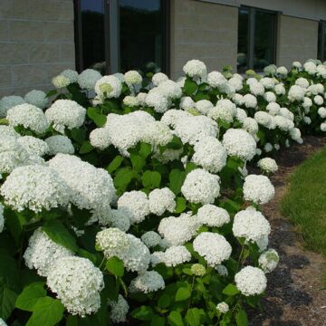 Annabelle Hydrangea
