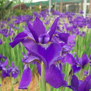 Caesar's Brother Siberian Iris