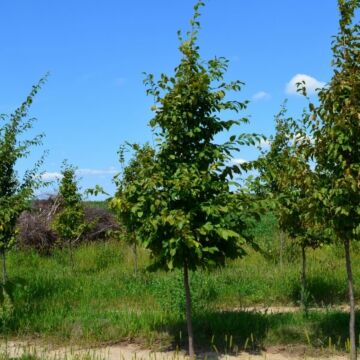 Ironwood (American Hophornbeam)