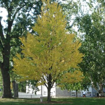 Katsuratree