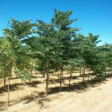 Decaf® Kentucky Coffeetree