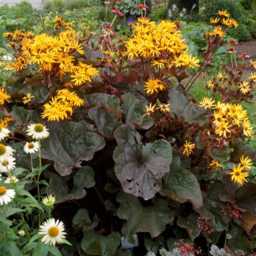 Britt-Marie Crawford Leopard Plant
