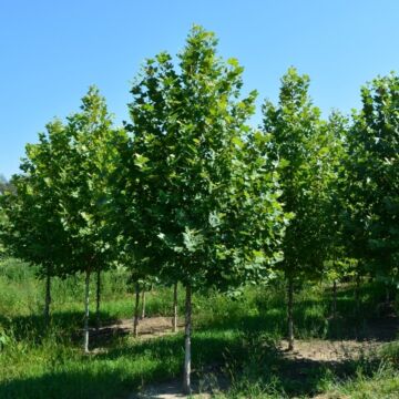 Exclamation!™ London Planetree