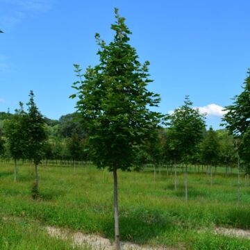 Emerald Lustre® Maple