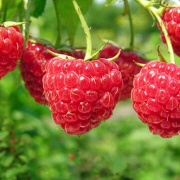Caroline Raspberry