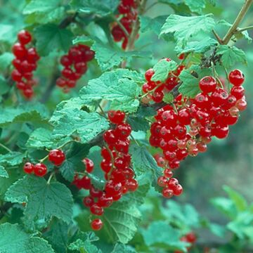 Red Lake Currant