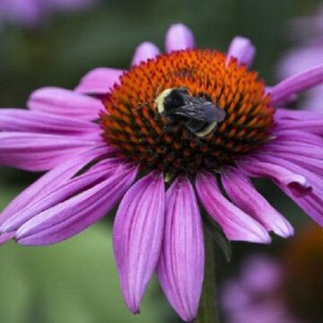 Ruby Star (Purple) Coneflower
