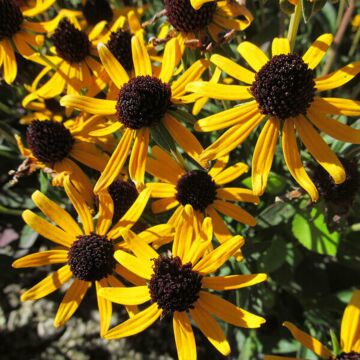 Deam's Black-Eyed Susan