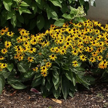 Little Goldstar Susan Rudbeckia