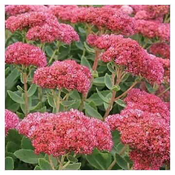 Autumn Fire Sedum