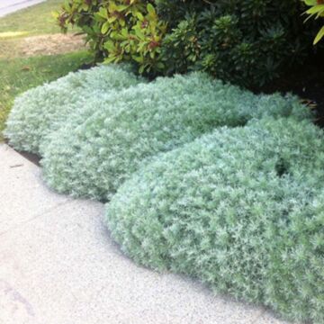 Silver Mound Artemisia