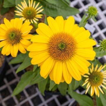 Sombrero® Lemon Yellow Coneflower