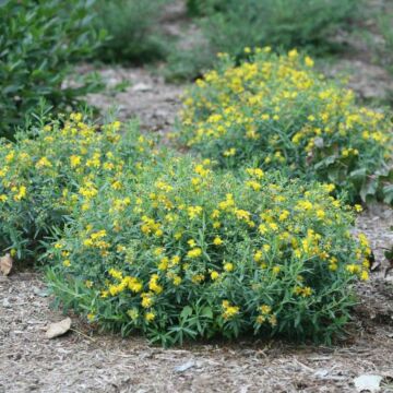 St. John's Wort