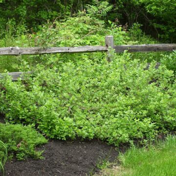 Gro-Low Sumac