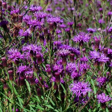 Summer's Swan Song Ironweed