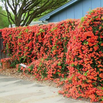 Trumpet Vine
