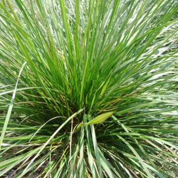 Tufted Hair Grass