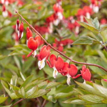 Valentine Bleeding Heart