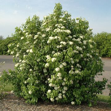Nannyberry Viburnum