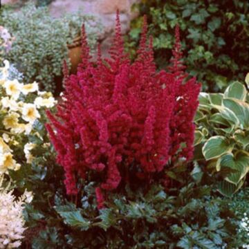 Visions in Red Astilbe