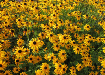 May Landscape &amp; Garden Tips