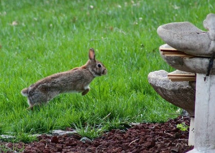 Plants Deer and Rabbits Like and Dislike